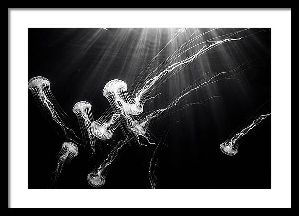 Floating Jellyfish In Deep Blue