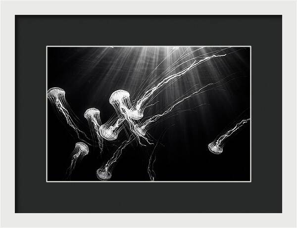 Floating Jellyfish In Deep Blue