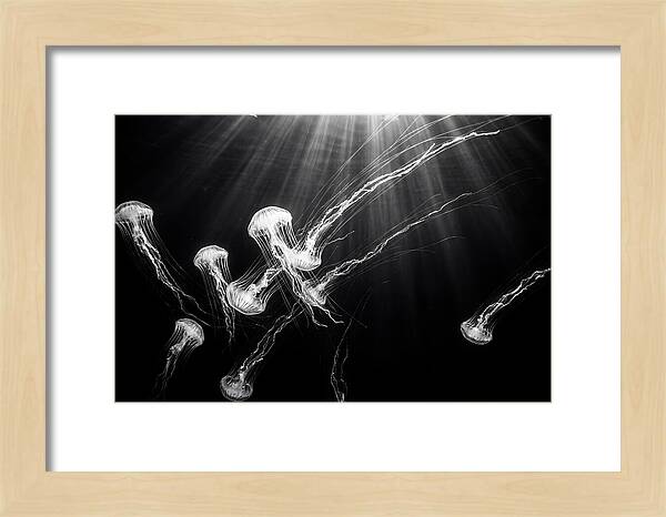 Floating Jellyfish In Deep Blue
