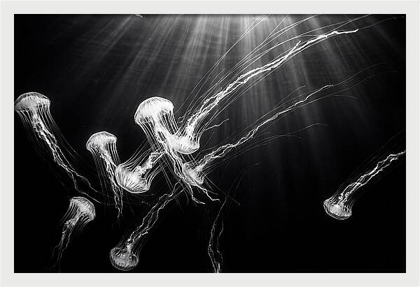 Floating Jellyfish In Deep Blue