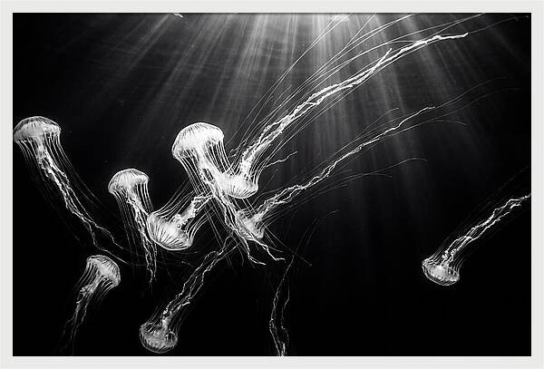 Floating Jellyfish In Deep Blue