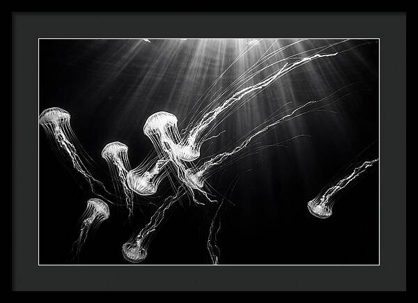 Floating Jellyfish In Deep Blue