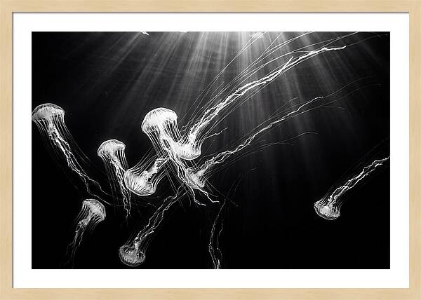 Floating Jellyfish In Deep Blue