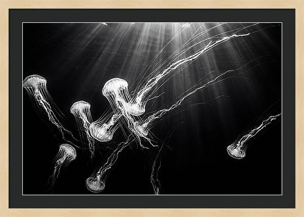 Floating Jellyfish In Deep Blue