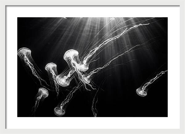 Floating Jellyfish In Deep Blue
