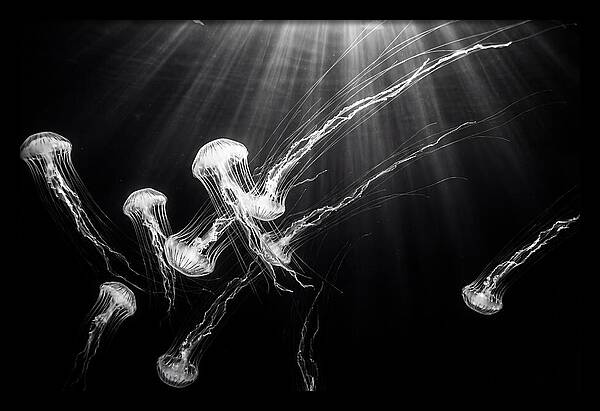 Floating Jellyfish In Deep Blue
