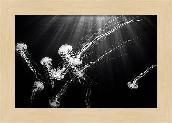 Floating Jellyfish In Deep Blue