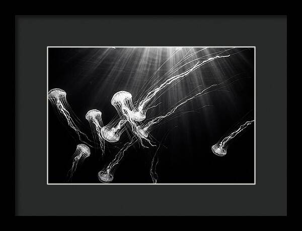 Floating Jellyfish In Deep Blue