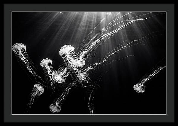 Floating Jellyfish In Deep Blue