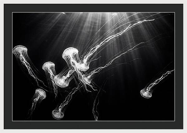 Floating Jellyfish In Deep Blue