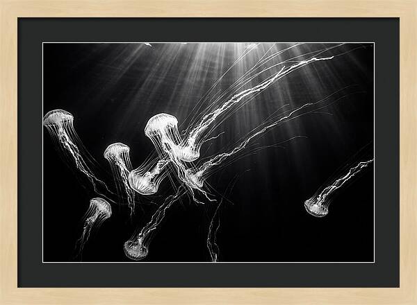 Floating Jellyfish In Deep Blue