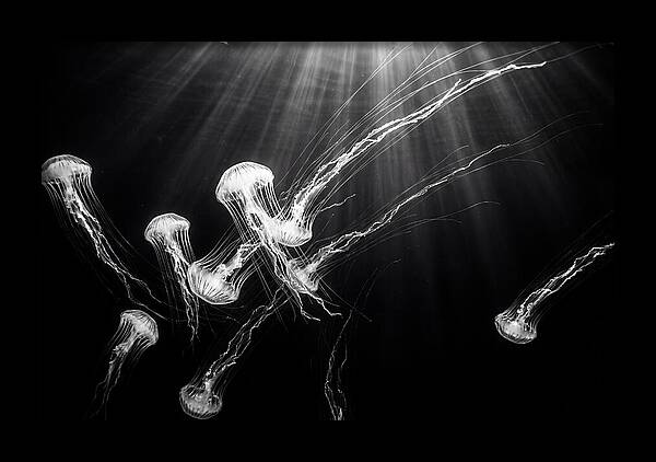 Floating Jellyfish In Deep Blue