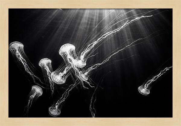 Floating Jellyfish In Deep Blue