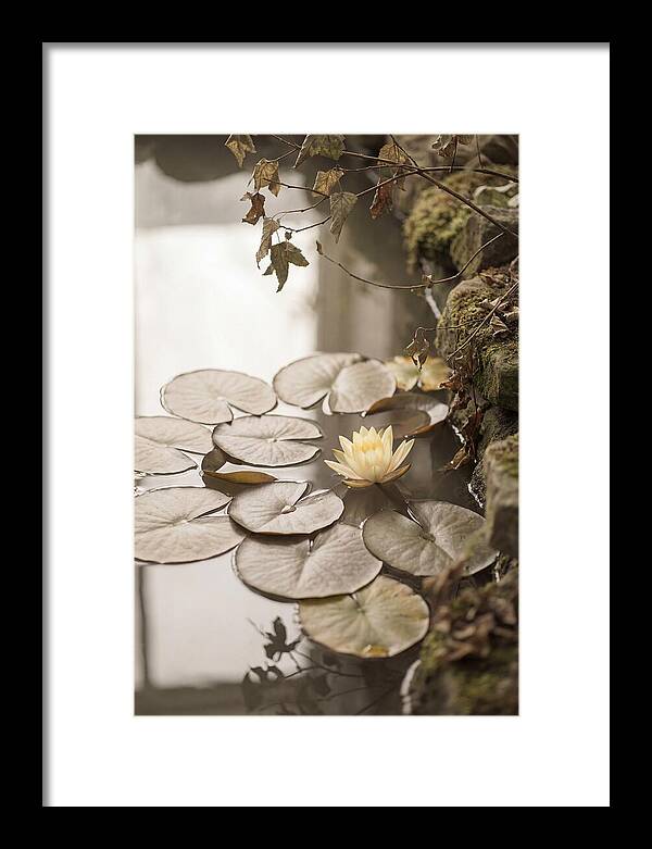 Floating Lily Pads With Single Yellow Bloom