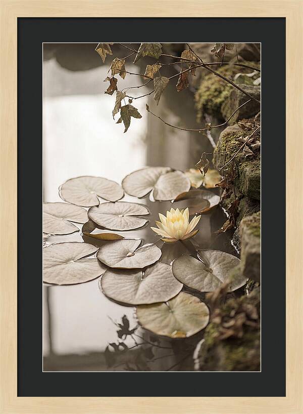 Floating Lily Pads With Single Yellow Bloom