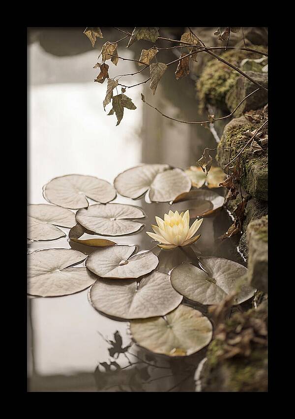 Floating Lily Pads With Single Yellow Bloom