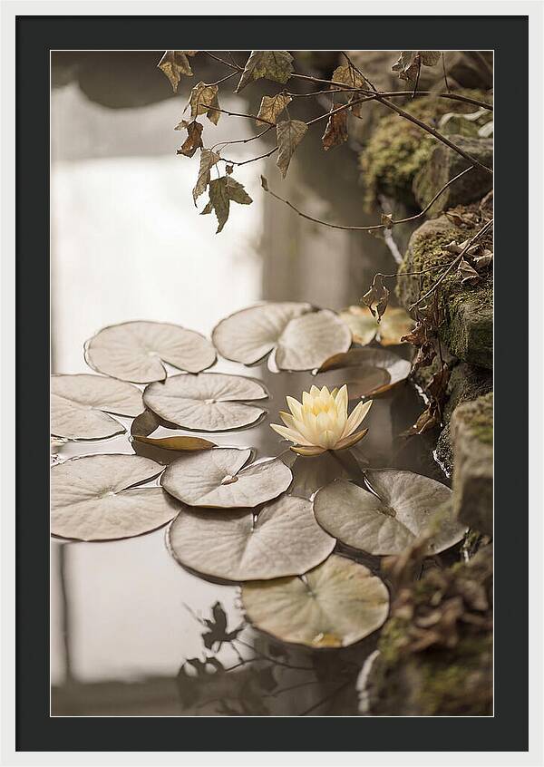 Floating Lily Pads With Single Yellow Bloom
