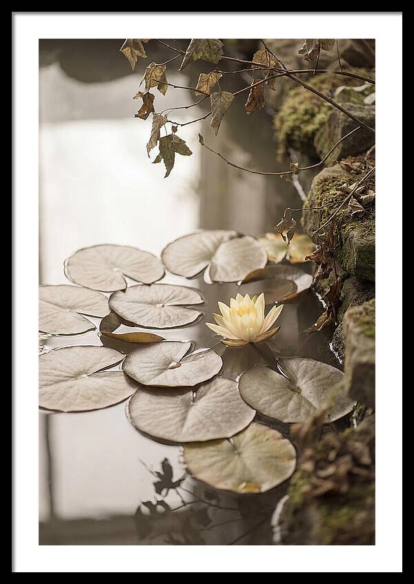 Floating Lily Pads With Single Yellow Bloom