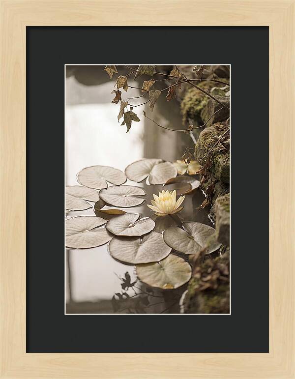 Floating Lily Pads With Single Yellow Bloom