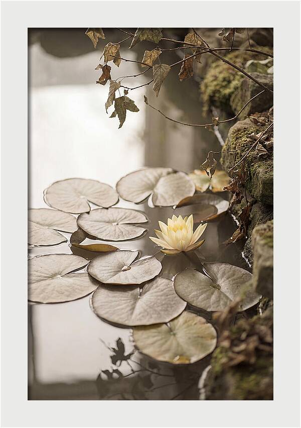 Floating Lily Pads With Single Yellow Bloom