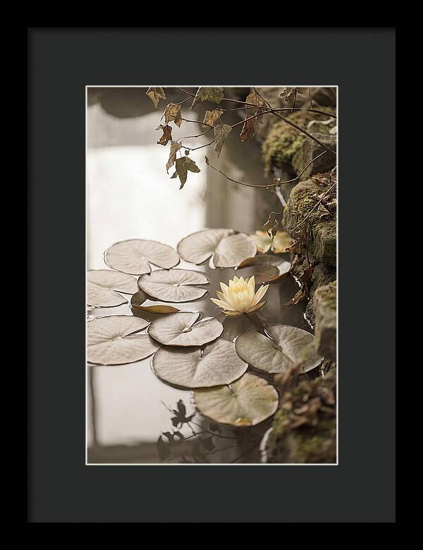 Floating Lily Pads With Single Yellow Bloom