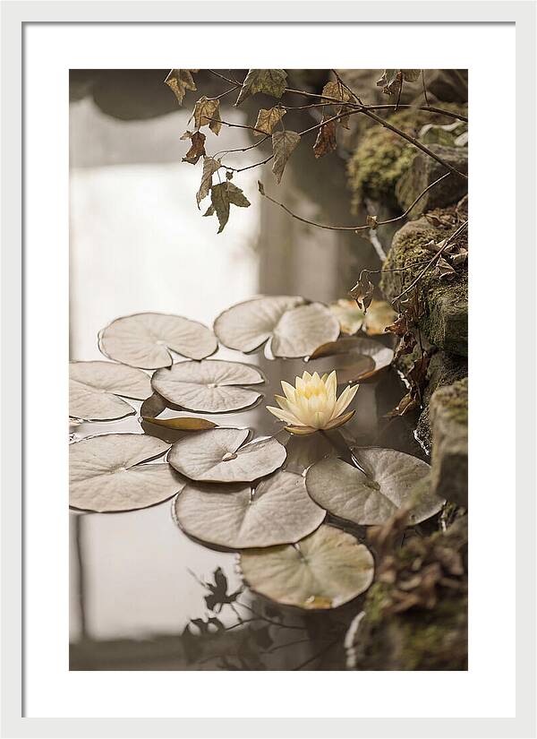 Floating Lily Pads With Single Yellow Bloom