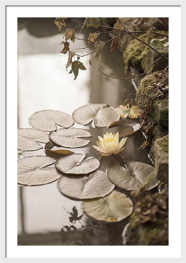Floating Lily Pads With Single Yellow Bloom