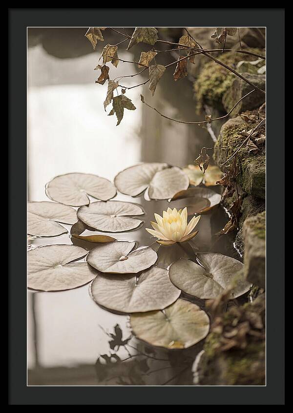 Floating Lily Pads With Single Yellow Bloom