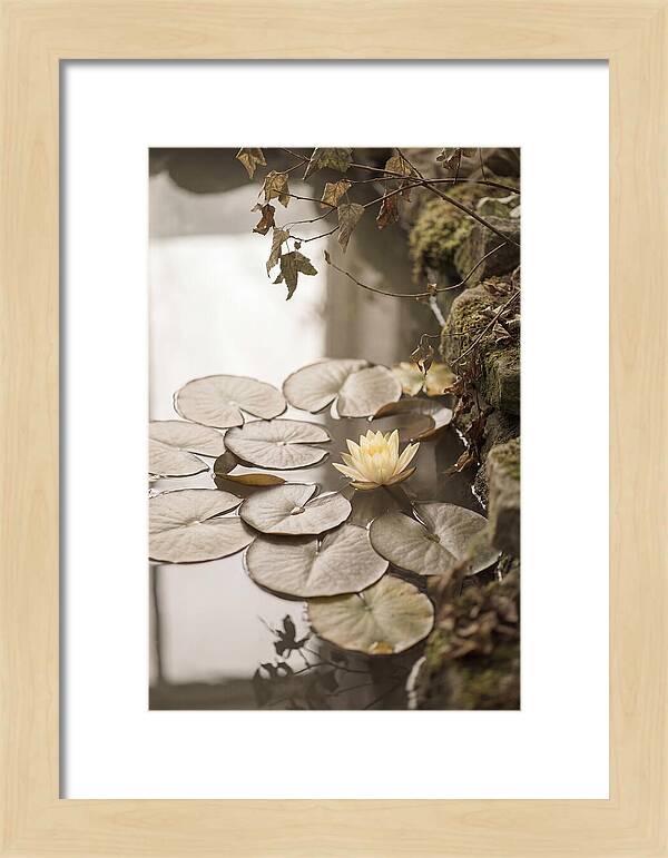 Floating Lily Pads With Single Yellow Bloom