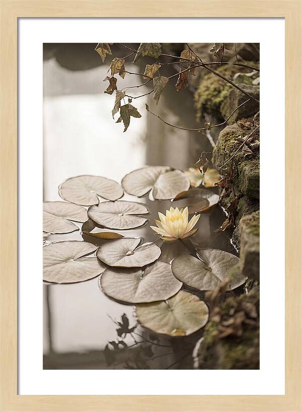 Floating Lily Pads With Single Yellow Bloom