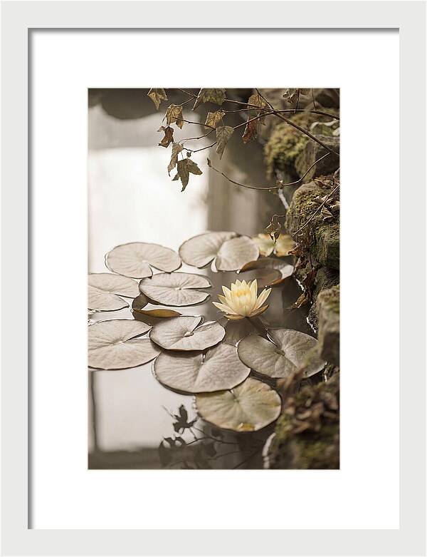 Floating Lily Pads With Single Yellow Bloom