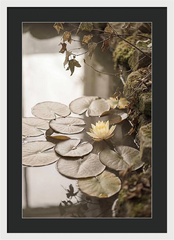 Floating Lily Pads With Single Yellow Bloom