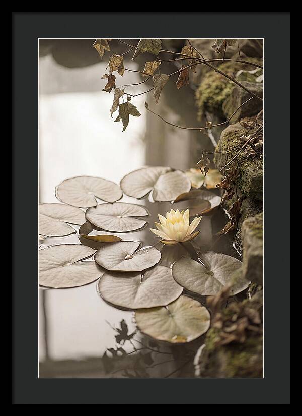 Floating Lily Pads With Single Yellow Bloom