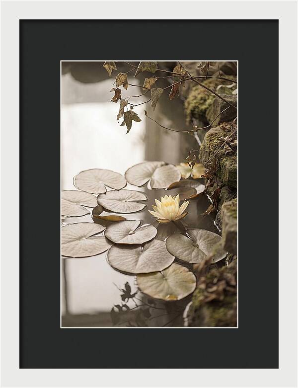 Floating Lily Pads With Single Yellow Bloom