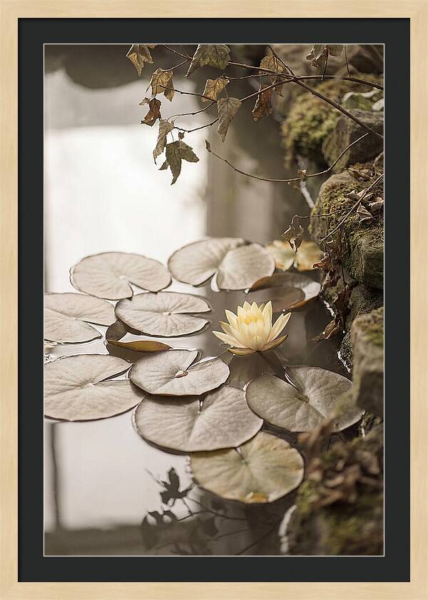 Floating Lily Pads With Single Yellow Bloom