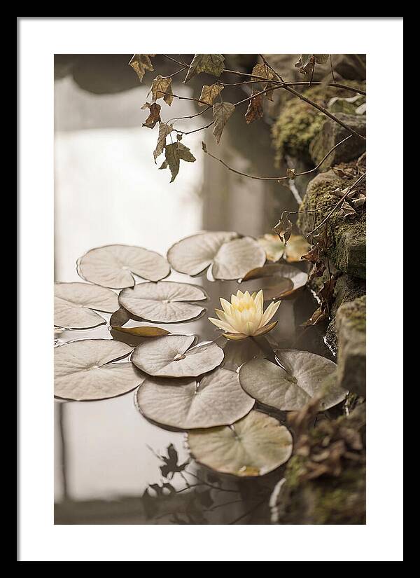 Floating Lily Pads With Single Yellow Bloom