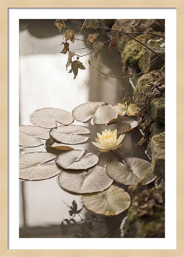 Floating Lily Pads With Single Yellow Bloom