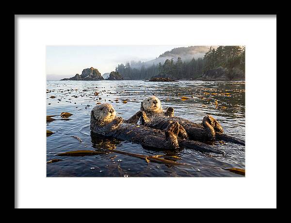 Floating Sea Otters Holding Hands