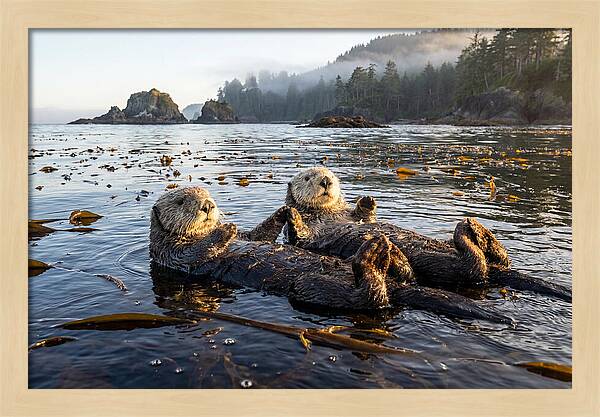 Floating Sea Otters Holding Hands