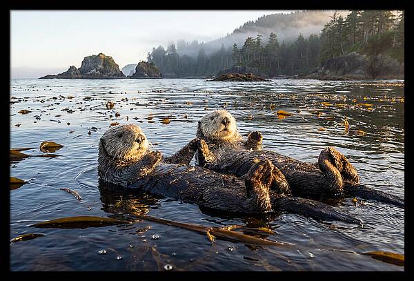 Floating Sea Otters Holding Hands