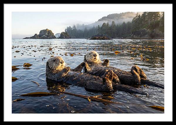 Floating Sea Otters Holding Hands