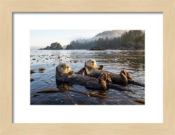 Floating Sea Otters Holding Hands