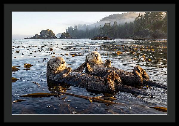 Floating Sea Otters Holding Hands