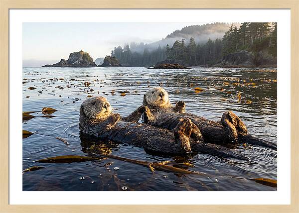 Floating Sea Otters Holding Hands