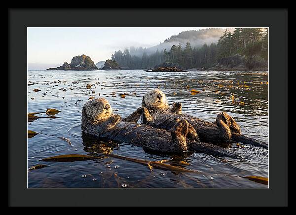 Floating Sea Otters Holding Hands