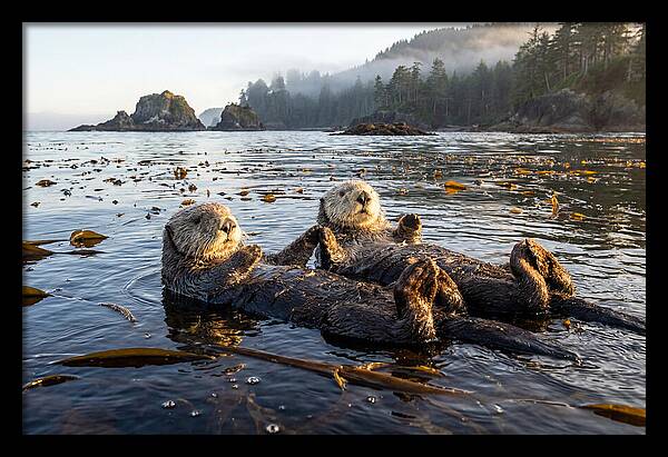 Floating Sea Otters Holding Hands