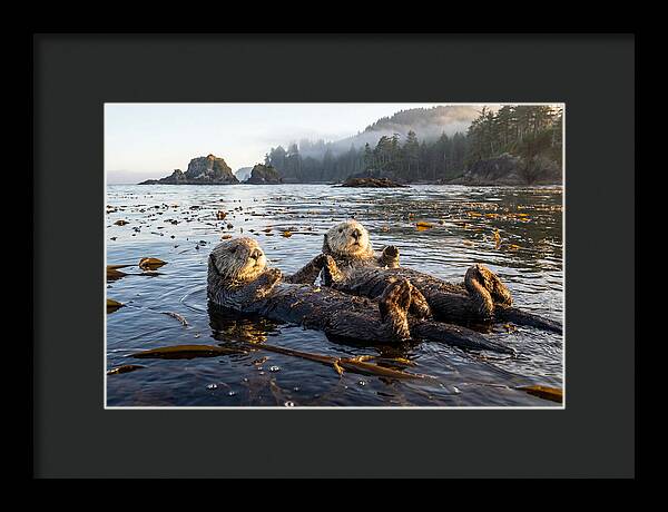 Floating Sea Otters Holding Hands