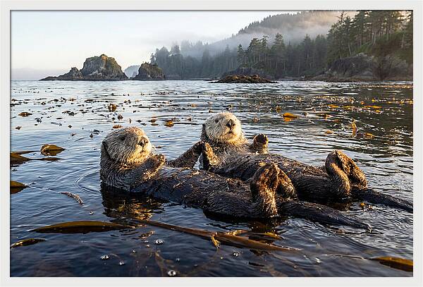 Floating Sea Otters Holding Hands