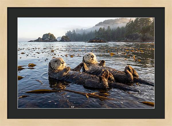Floating Sea Otters Holding Hands
