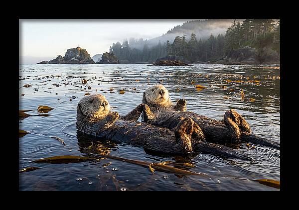 Floating Sea Otters Holding Hands